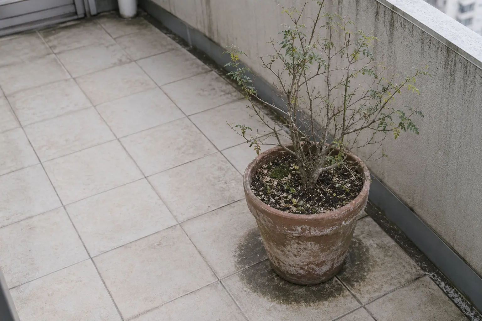 ベランダのタイルの上に置かれた、素焼きの鉢に植わった山椒の木